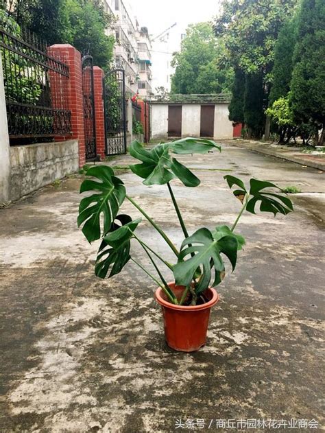 龜背葉 風水|龜背竹的風水作用